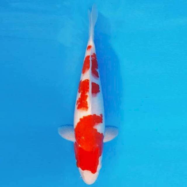 KIREII 14 - KOHAKU ®