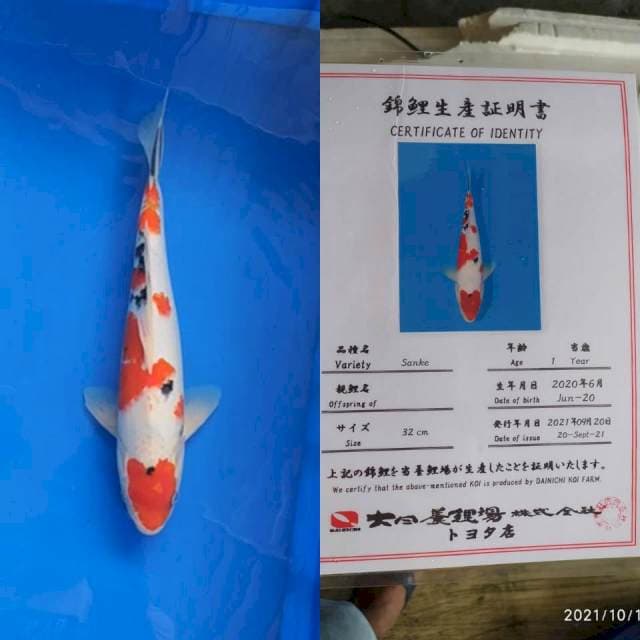 Sanke 34cm Dainichi