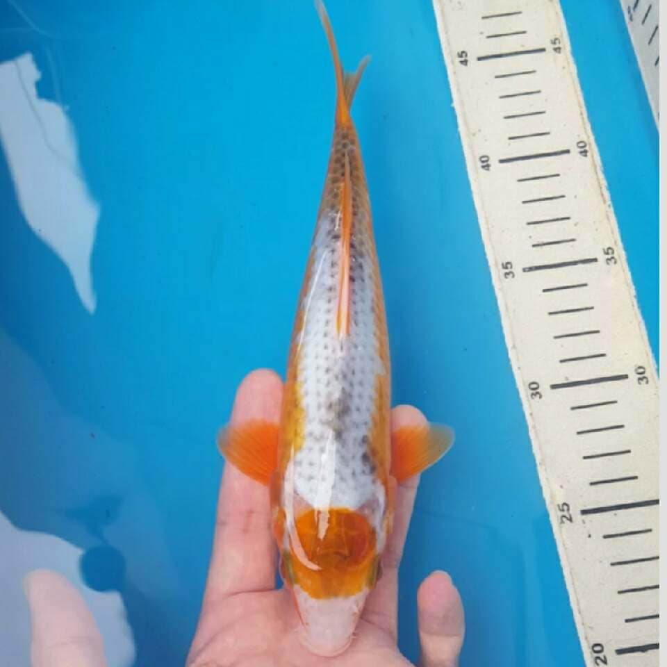 tancho asagi ikan langka buat koleksi