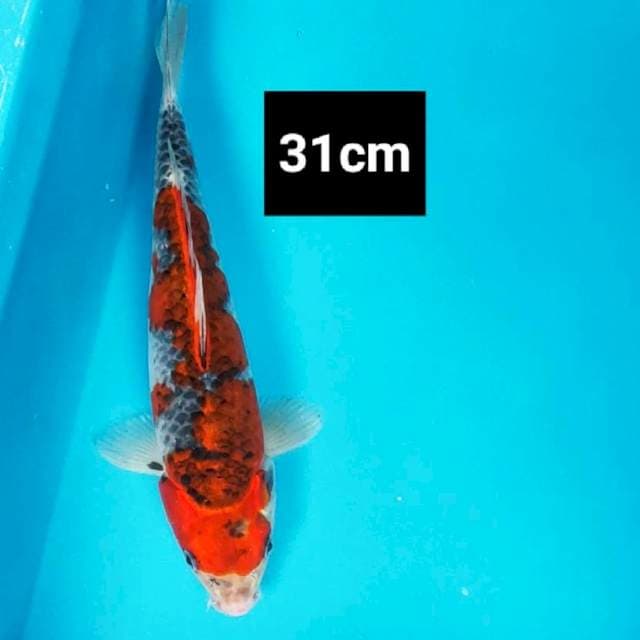 Goshiki strong 31cm