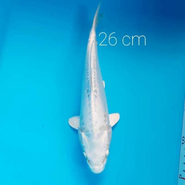 Matsuba 26 cm