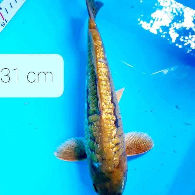 Aragoke 31 cm