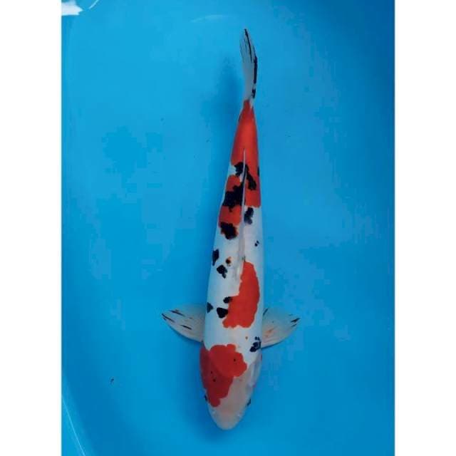 sanke doit male 43 cm