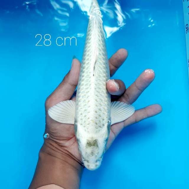 By mubin koi, 24-28 cm paket 4 ekor
