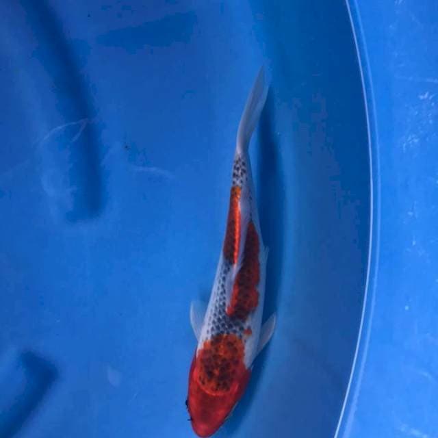 Ghosiki 28 cm