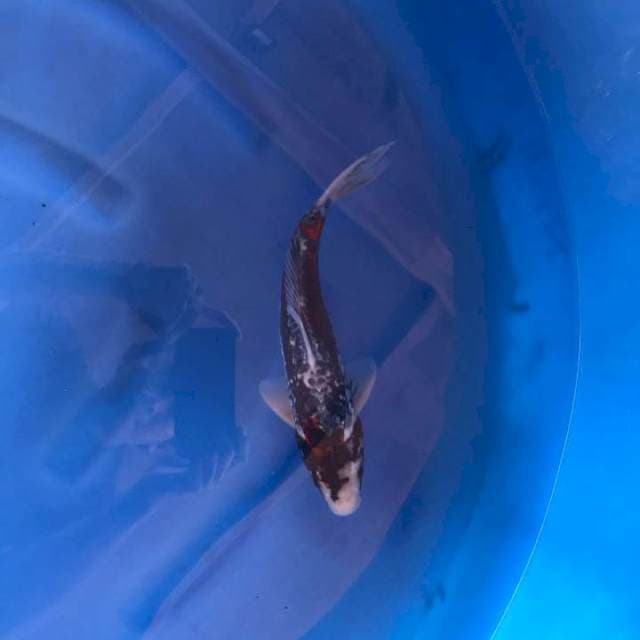 Beni kiko 32 cm