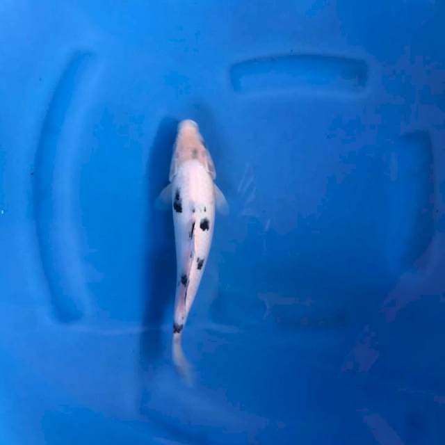 Shiro beko 29 cm
