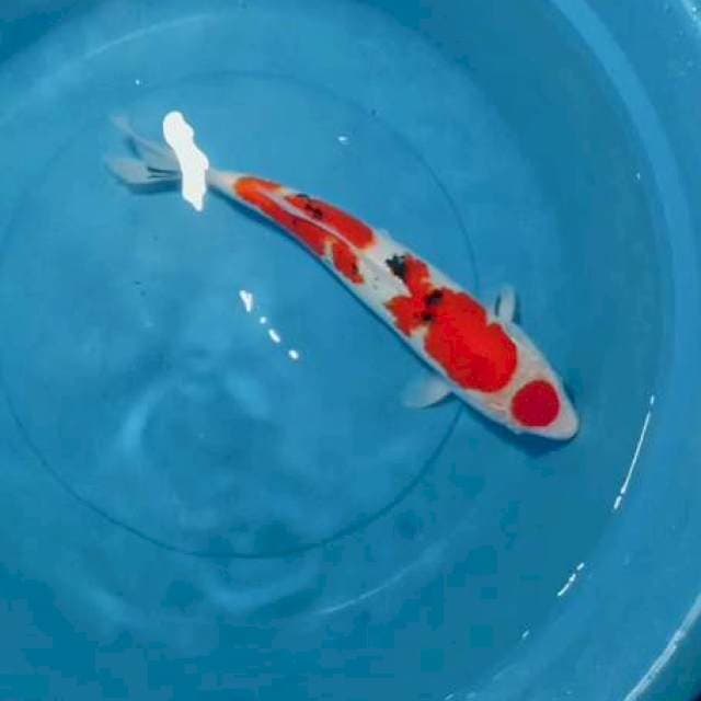 Maruten sanke 40cm
