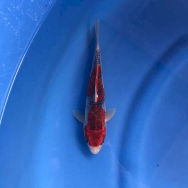Ghosiki 25 cm