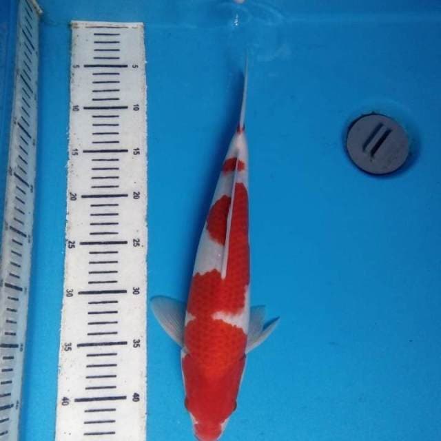 Kohaku