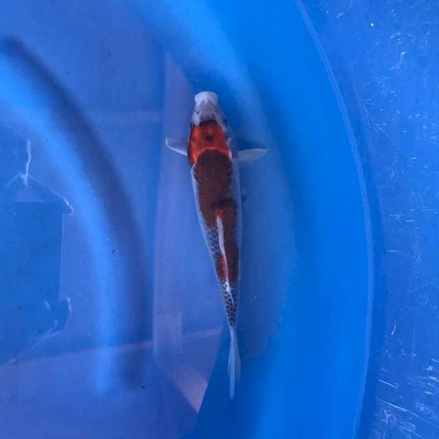 Ghosiki 27 cm