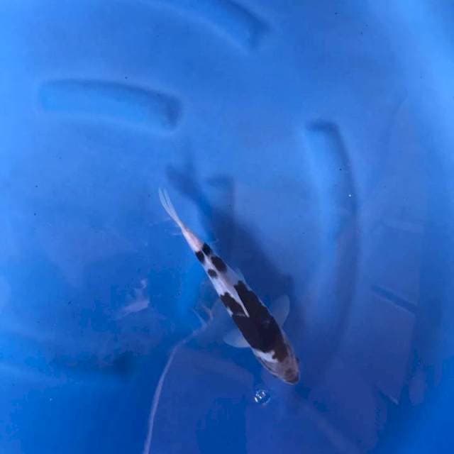 Budo goromo 25 cm