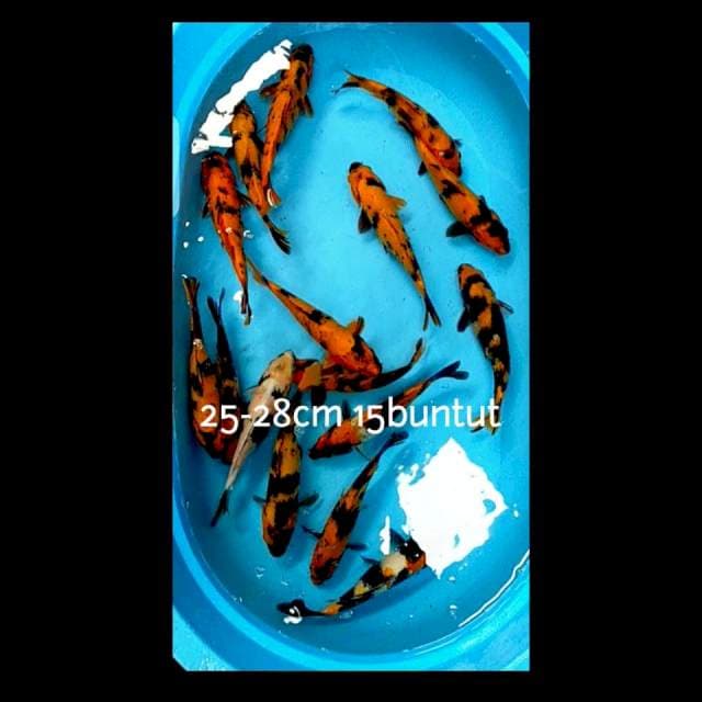 Mix Showa-Hi utsuri 15 buntut
