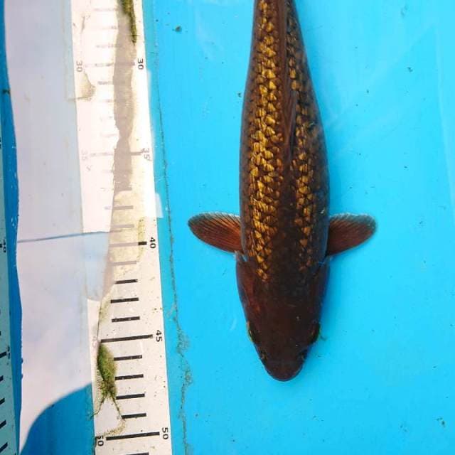 Chagoi ginrin 30 cm