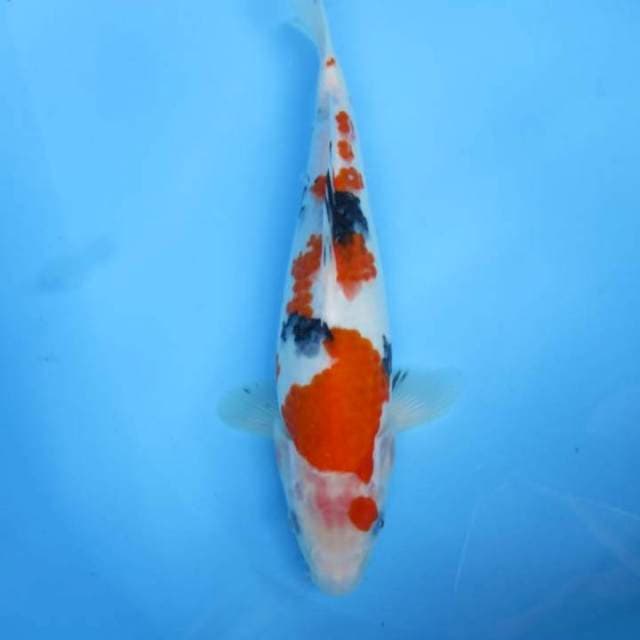 Thaiso sansoku