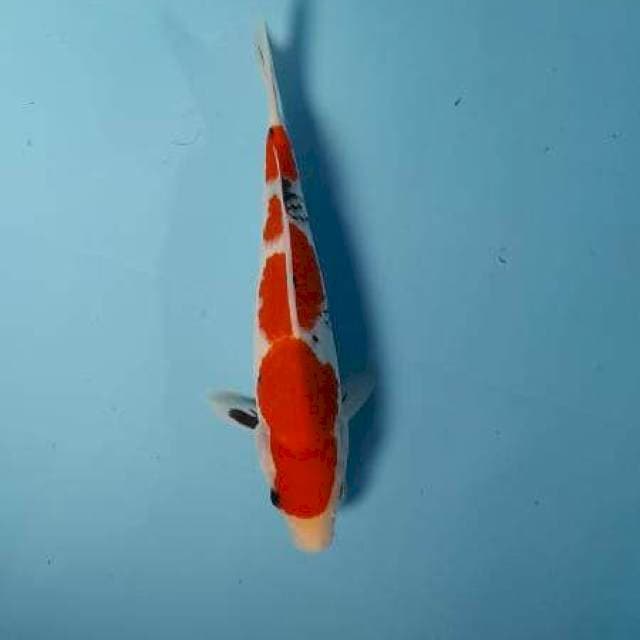 Showa sansoku