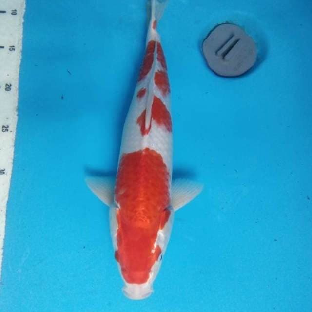 Kohaku