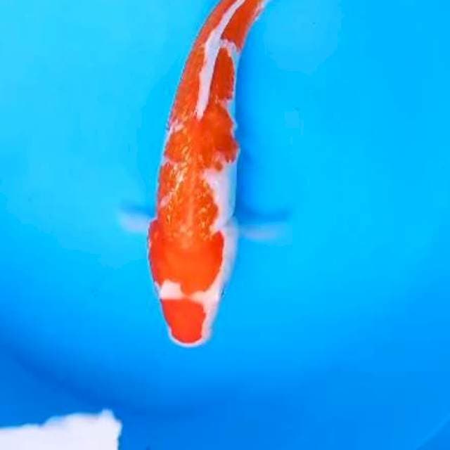 Kohaku gindrin