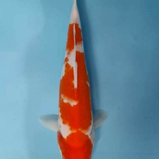 Kohaku
