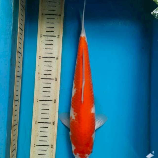 Kohaku 34cm M