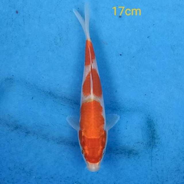 Kohaku