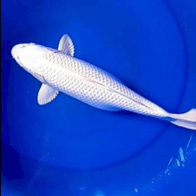 White platinum
