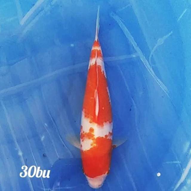 ✔️kohaku 30bu