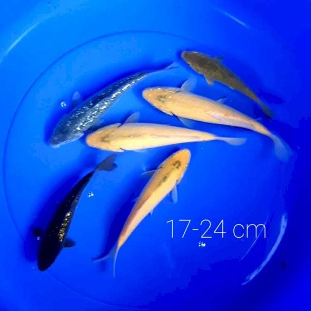 Paket 6 ekor 17-24 cm