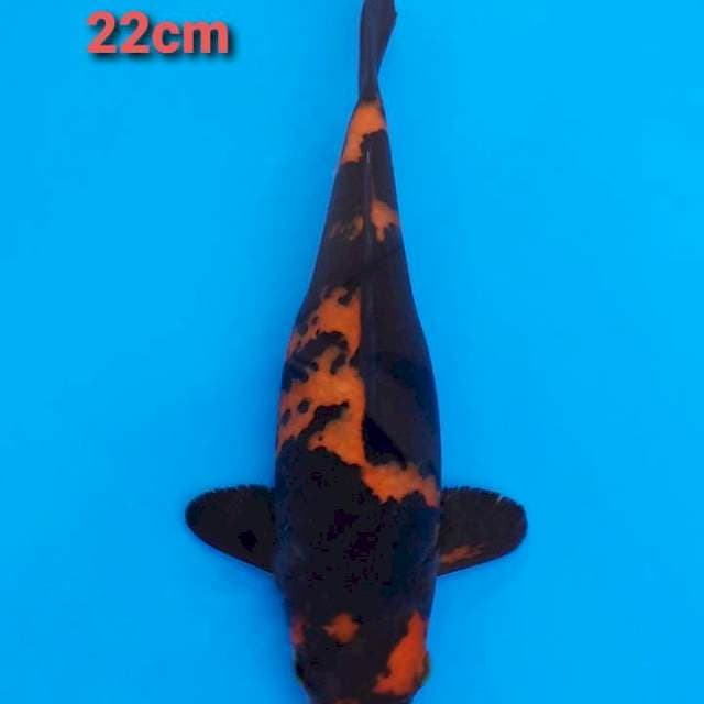 F1 Hi Utsuri 22cm