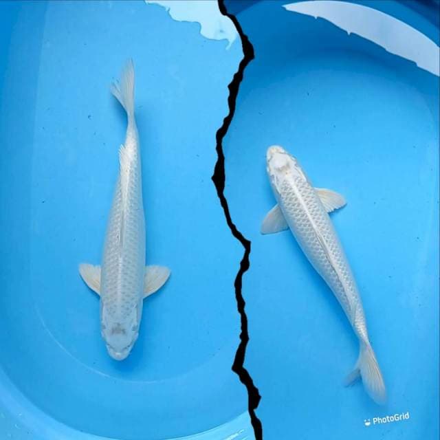 Platinum 44 cm jantan