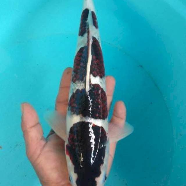 Bodo goromo