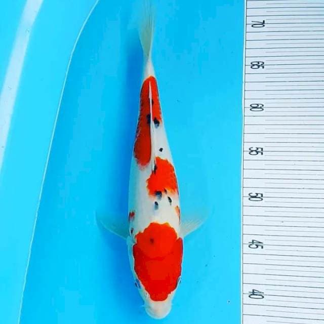 Sanke 33 cm