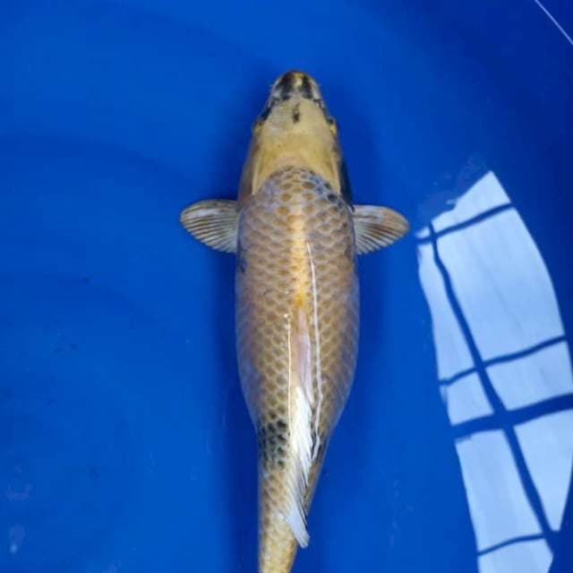 Kin utsuri 40 cm