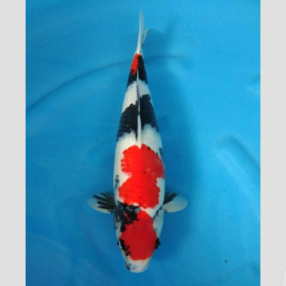 showa bulky super 45cm koleksi