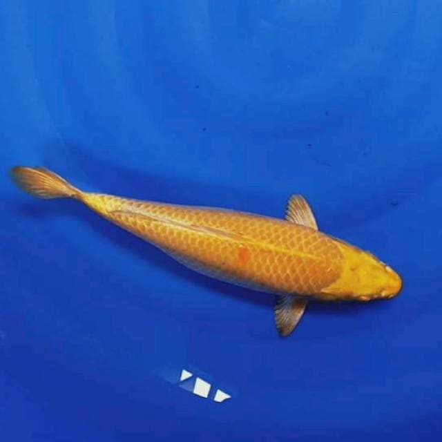 Hariwake 37 cm betina