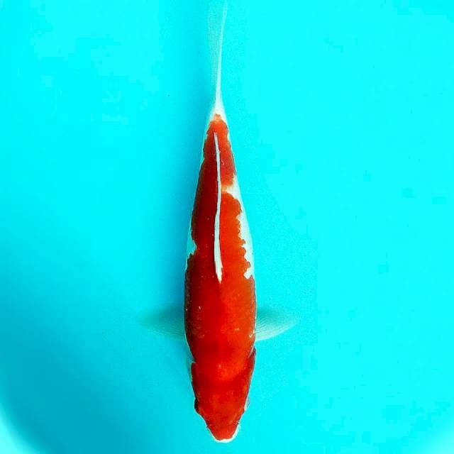 Kohaku bahan