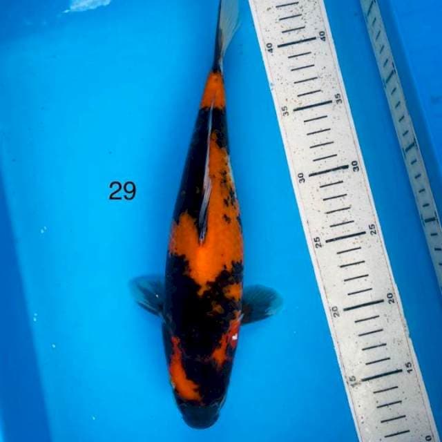 Showa ,29cm