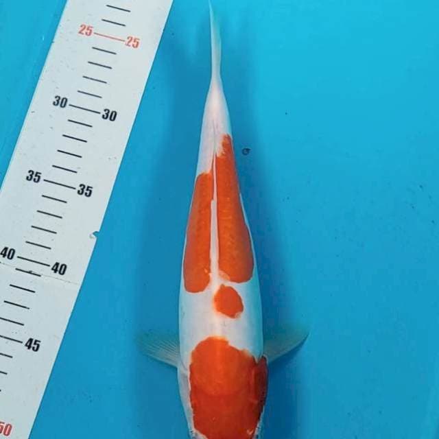 Kohaku Doitsu 28cm