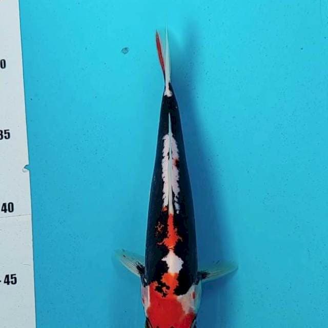 Beni kumon 23cm