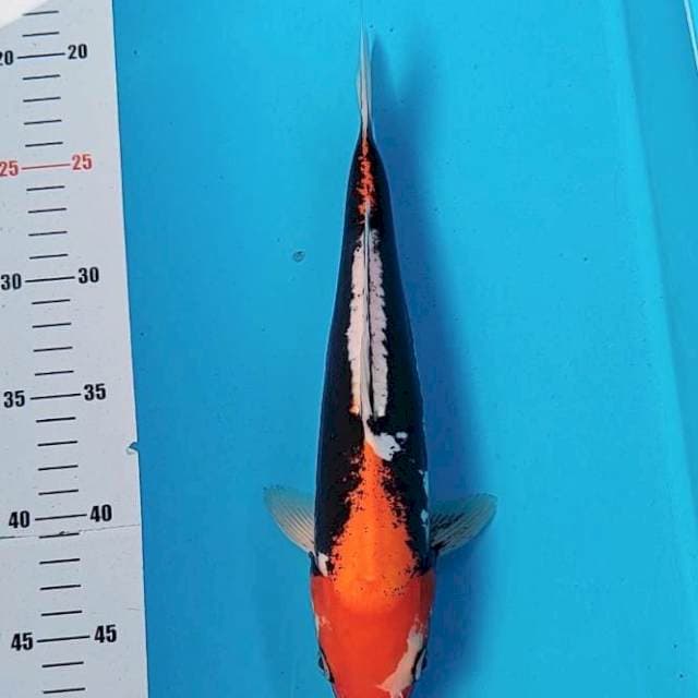 Beni kumon 29cm