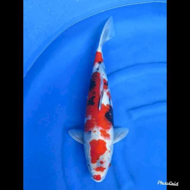 52cm , Jumbo Showa Tategoi