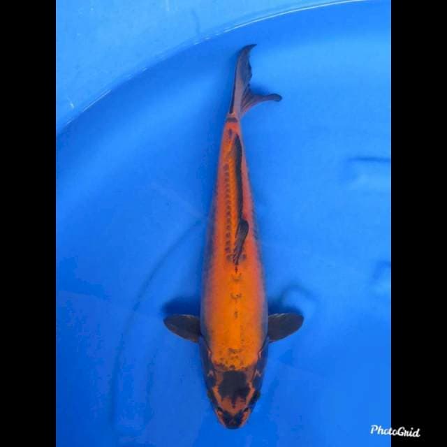 47cm , Jumbo Unique