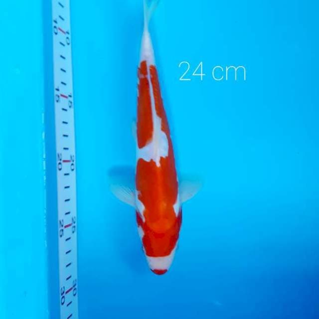Ucibeni 24 cm