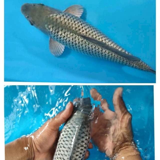 Saragoi 36cm body josss