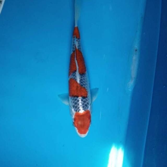 Goshiki
