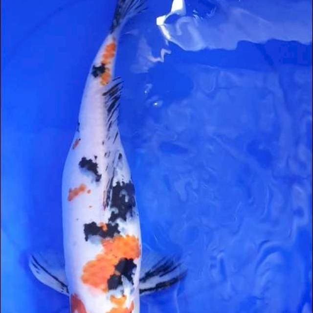 Sanke 44Cm