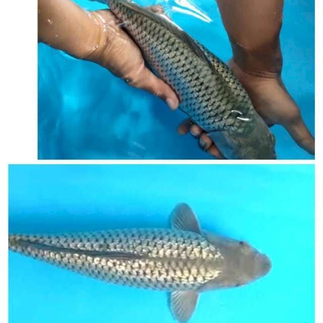 33cm saragin. Saragoi gindrin