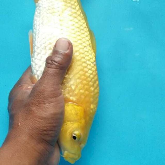Karasi punok