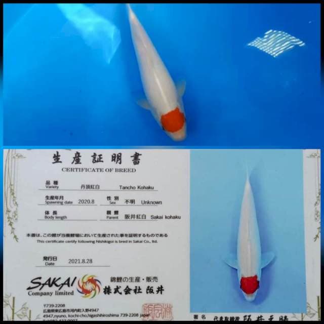 Tancho kohaku 30cm