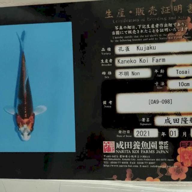 Kujaku kaneko